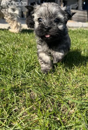 Bichon Havanese