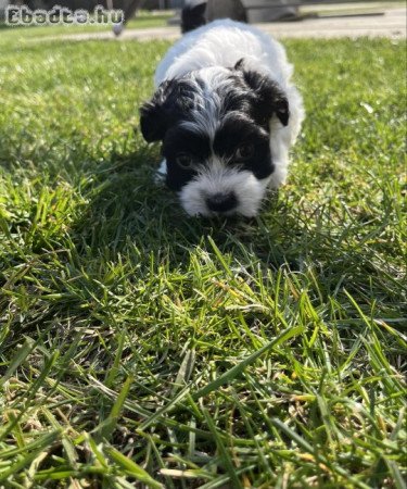 Bichon Havanese