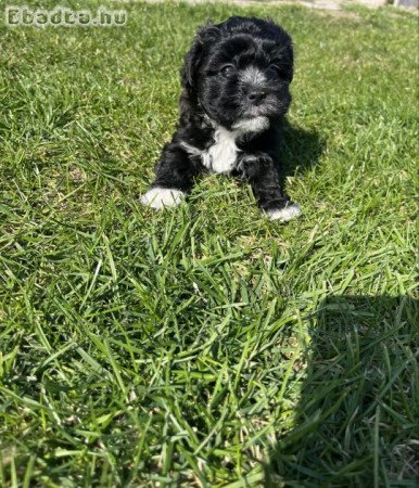 Bichon Havanese