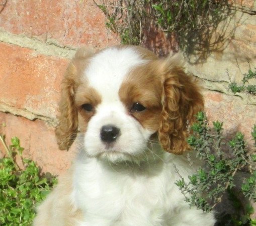 Cavalier king charles spaniel