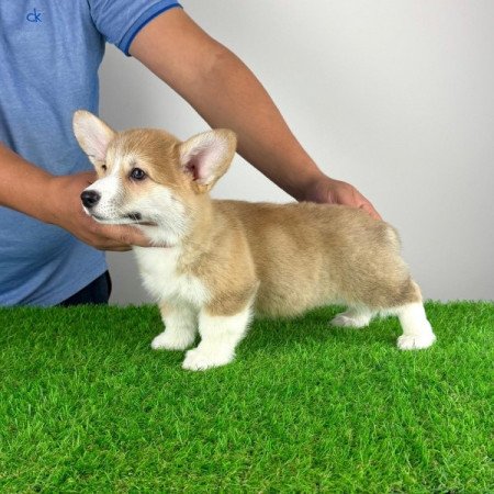 Pembroke Welsh Corgi
