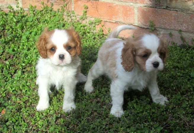 Cavalier king charles spaniel