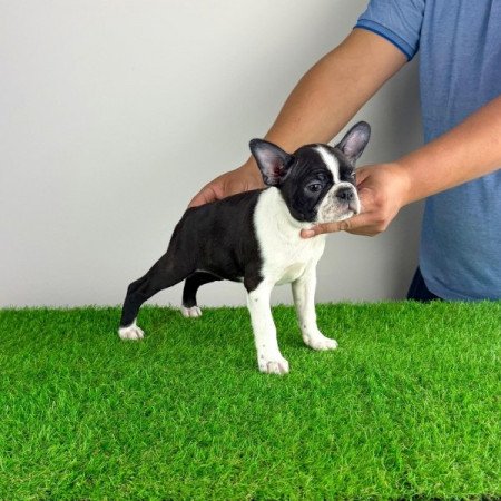 Boston terrier