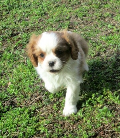 Cavalier king charles spaniel