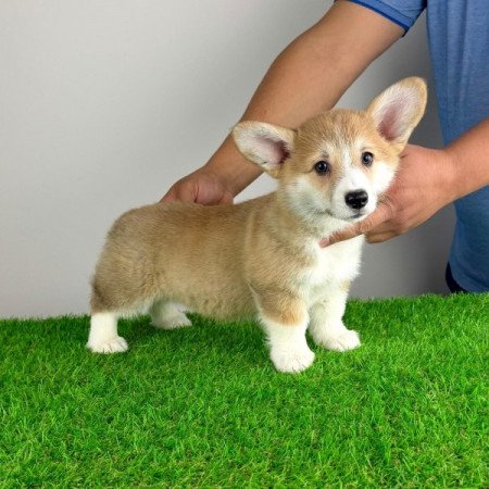 Pembroke Welsh Corgi
