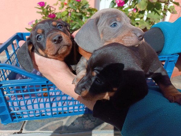 Tacskó jellegű kiskutyák