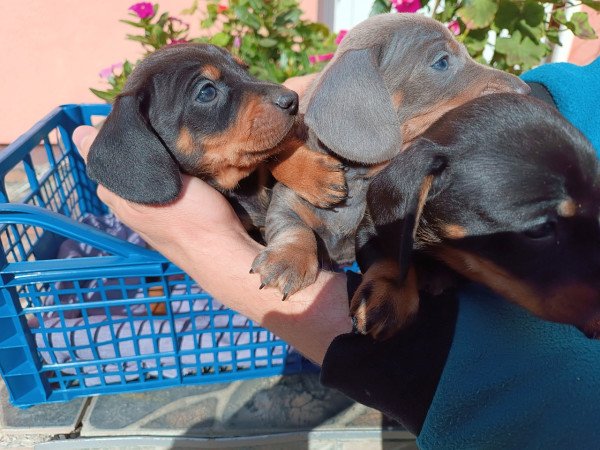 Tacskó jellegű kiskutyák