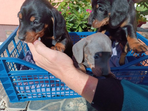 Tacskó jellegű kiskutyák