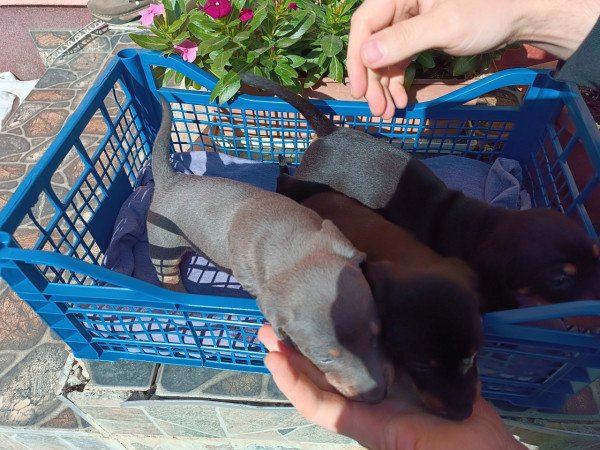 Tacskó jellegű kiskutyák