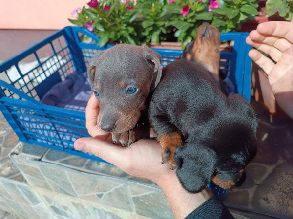 Tacskó jellegű kiskutyák