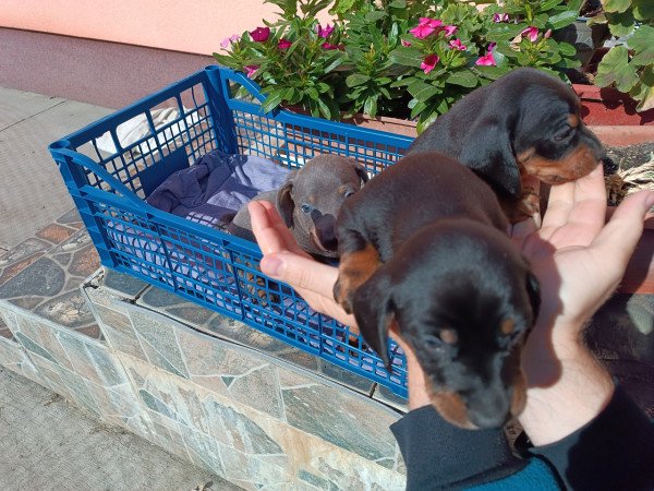 Tacskó jellegű kiskutyák