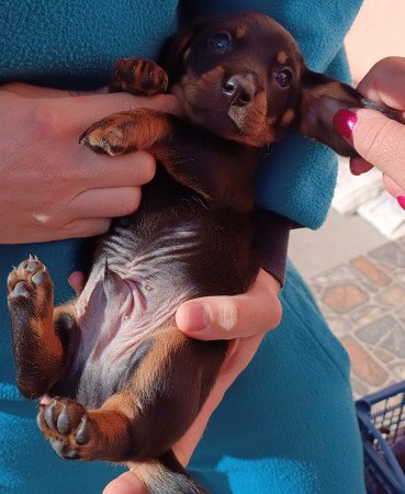 Tacskó jellegű kiskutyák