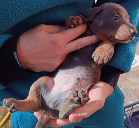 Tacskó jellegű kiskutyák