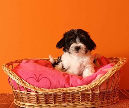 Bichon Havanese