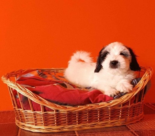 Bichon Havanese