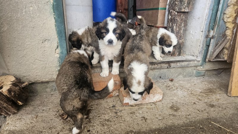 Moszkvai őr kölykök