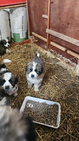 Moszkvai őr kölykök