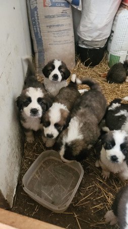 Moszkvai őr kölykök