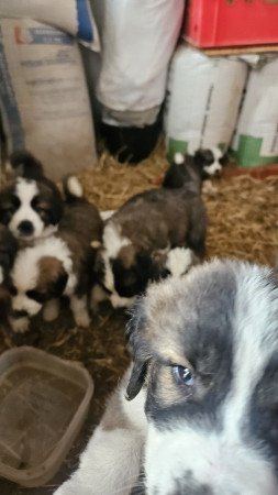 Moszkvai őr kölykök