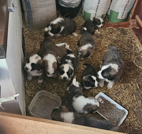 Moszkvai őr kölykök