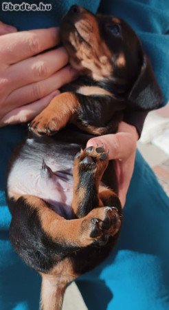 Tacskó jellegű kiskutyák eladók