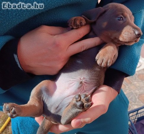 Tacskó jellegű kiskutyák eladók