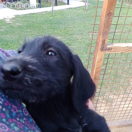 Drótszőrű németvizsla jellegű kölykök