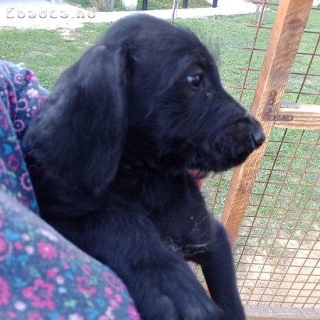 Drótszőrű németvizsla jellegű kölykök