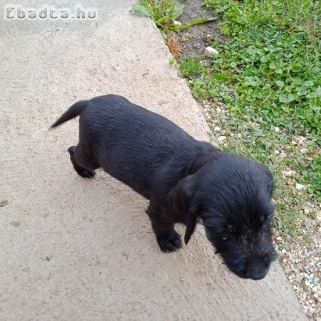 Drótszőrű németvizsla jellegű kölykök