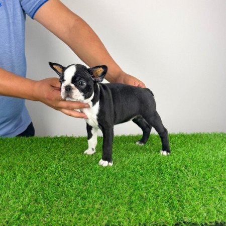 Boston terrier