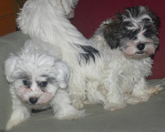 Bichon Havanese