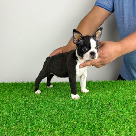 Boston terrier