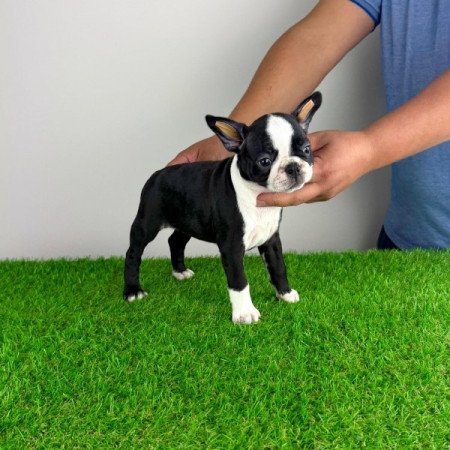 Boston terrier