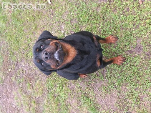 Rottweiler szuka