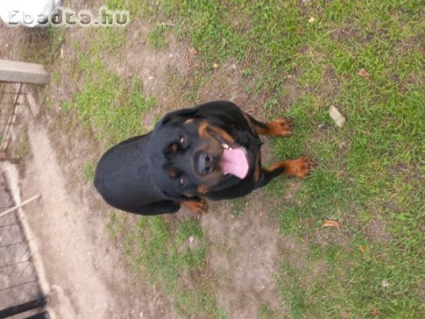 Rottweiler szuka