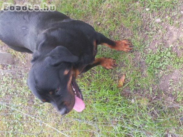 Rottweiler szuka