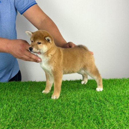 Shiba Inu