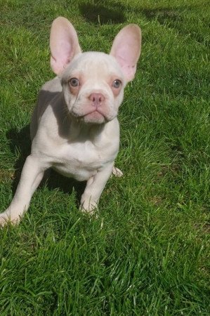 Francia bulldog