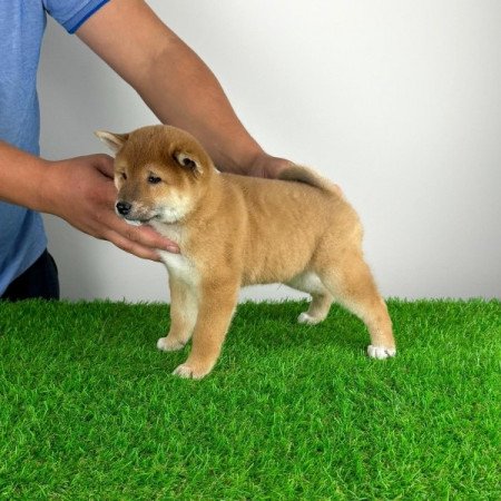 Shiba Inu