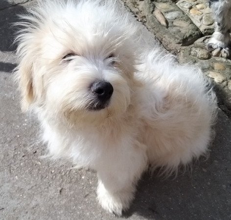 bichon havanese