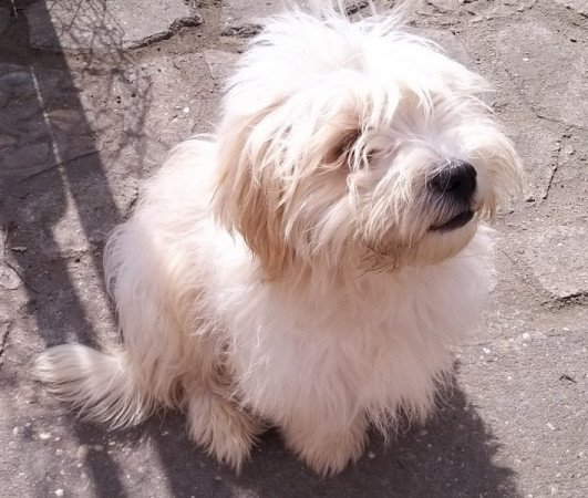 bichon havanese