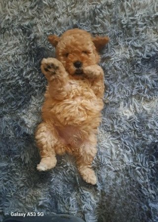 Máltai+uszkár=Maltipoo havanese bichon