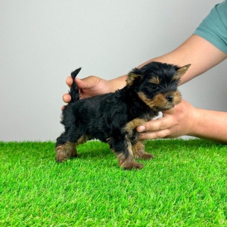 Yorkshire Terrier