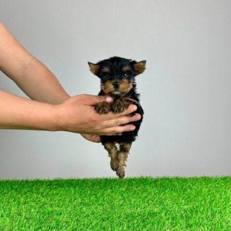 Yorkshire Terrier