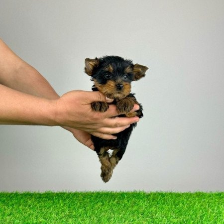 Yorkshire Terrier