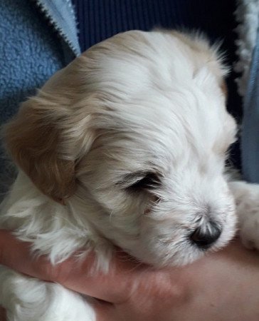 Bichon havanese