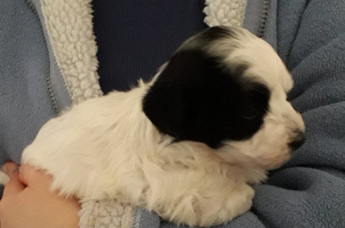 Bichon havanese