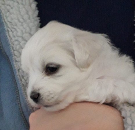 Bichon havanese