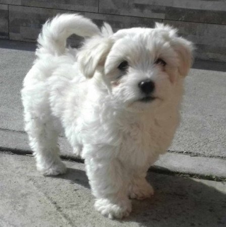 Bichon Havanese