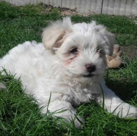 Bichon Havanese